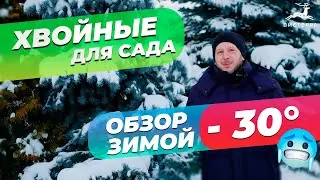 ХВОЙНЫЕ РАСТЕНИЯ ДЛЯ САДА | ОБЗОР ЗИМОЙ | ХВОЙНЫЕ ДЕРЕВЬЯ ХВОЙНЫЕ КУСТАРНИКИ