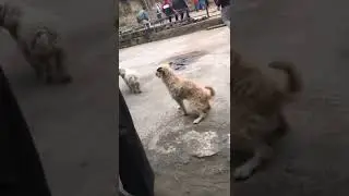 Hewan yang bertingkah aneh