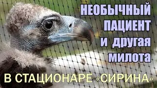 Unpacking gryphon, orphaned stork and other owls