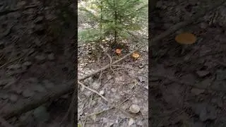На меня напали красные шляпки, но я справилась!