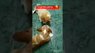Щенки 