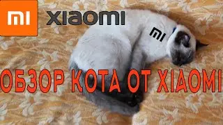 Обзор кота от XIAOMI
