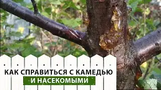 Как бороться с камедью, белой цикадкой и ирисовой мухой? Ответы на вопросы зрителей канала