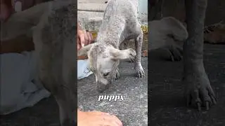 I Saved a Dying Dog With Puppies