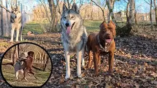 ПОИСКИ ВОЛЧИЦ С ПИТБУЛЕМ МУСОЙ !! Питбуль и Волчица задрались !!! Тошика посадил в вольер с Колобком