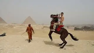 Как лошадь встает на дыбы. Видео с пирамид