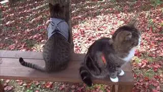 Грустный Кот. Настроение осень. Дождь за окном / Cat autumn