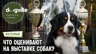 Как оцениваются собаки на выставке? – Рассматриваем экстерьер