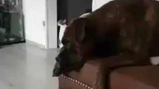 Приколы лучшие приколы смешные животные dogs новые приколы