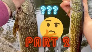 PART 2 - Pike or Pickerel? (Fishing Massachusetts Fall Transition) 