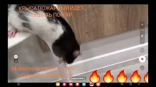 КРЫСА ПОЖАРНЫЙ🐀🔥