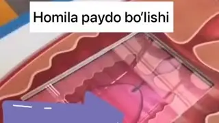 Homila paydo bo’lish jarayoni