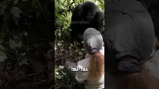 BERTEMU GORILA DI ALAM LIAR ‼️