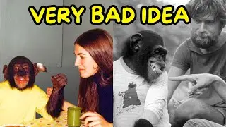 Chimp Raised as a Human Goes WRONG