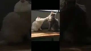 Я здесь власть 😄