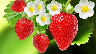Земляничный клещ на клубнике. Что делать и как спасти клубнику?