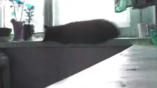 kot zasnul.flv