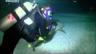 Lemon Shark Night Dive