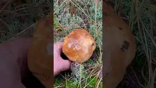 В этом ЗЕЛЁНОМ МХУ скрывается ЭТО ЧУДО! Голова ЗАКРУЖИЛАСЬ от ЭТОЙ красоты!