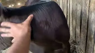 Буйный бычок