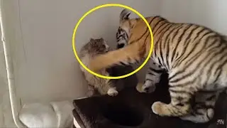 A mother cat adopts a baby tiger, and years later, something terrible happened!