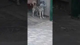 пес Арчик