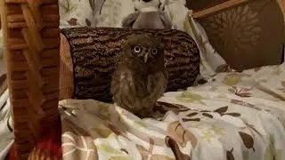 Сычик Корней: настоящий Хищник!