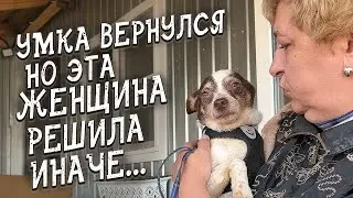 Спасение животных / Вернулась в приют, но надолго ли?