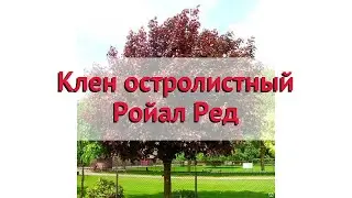 Клен остролистный Ройал Ред 🌿 Обзор: посадка и уход. крупномеры клена: описание и особенности