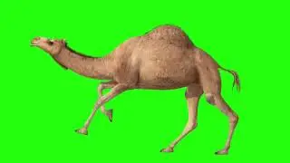 Green Screen Camels