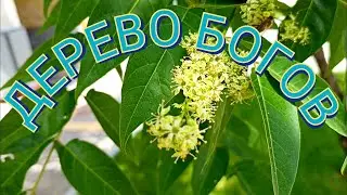 Дерево Богов - Айлант Высочайший или Китайский ясень.