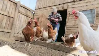 Куриное царство - государство 🐓🐔🐔🐔💖