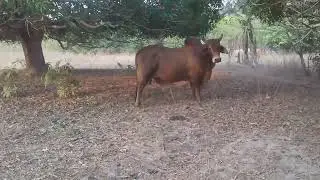🌱✨VIDA NA FAZENDA🐄🤠🐴