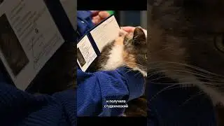 Кот на паре в универе – выдали студенческий билет 