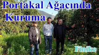 Finike - Portakal Ağacı Kuruması - Portakal Bahçesi Bakımı - Gübreleme