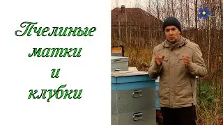 Клубки и пчелиные матки
