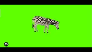 Green Screen Zebra Eating | Green Screen Cartoon | 