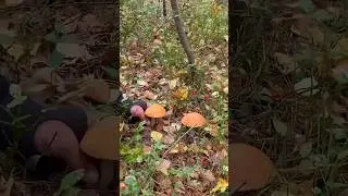 Такая ПОЛЯНА ГРИБОВ нас ПОРАЗИЛА! Грибники В БУРЕЛОМЕ нашли ЭТО! Сказочная Карелия