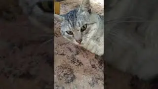 Кот в шоке 🙀 #новая  #новинка