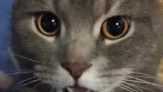 Котейки Тунь Тунь Тунь 🐱 