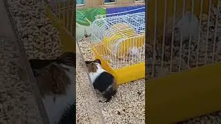 #rabbits #cuterabbits #shortvideo