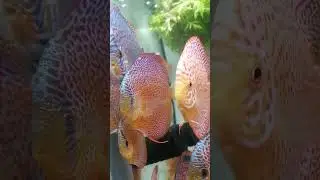 Дискусы .Доступен малек для резервирования .+79253657378 ватсап .