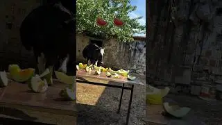 Kavun yiyen inekler !! #farming #cow #cowvideos #animals #hayvanpazari #farm #inek #doğa #keşfet