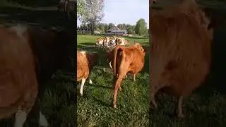 домой пора