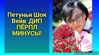 Вы Узнаете - КАК Лучше выращивать - Петунью Шок Вейв Дип Пёрпл - Петуния выращивание и уход