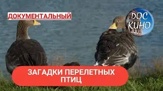 🎭ЗАГАДКИ ПЕРЕЛЕТНЫХ ПТИЦ 🌎 ДОКУМЕНТАЛЬНОЕ КИНО 🎆 2019
