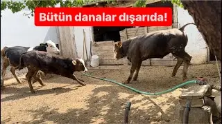 Bütün danaları dışarıya bıraktım Ortalığı birbirine kattılar / Danaların gelişimleri nasıl ?