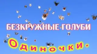 Безкружные голуби, Одиночки