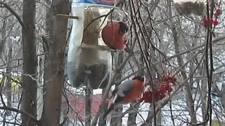 Снегири цвета алой зари. Чебоксары. 24 января 2023