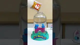 🌊Puff’s sea monkey saga! Dive into the tiny world of aqua gardening with Puff.🐒💧 #ThatLittlePuff